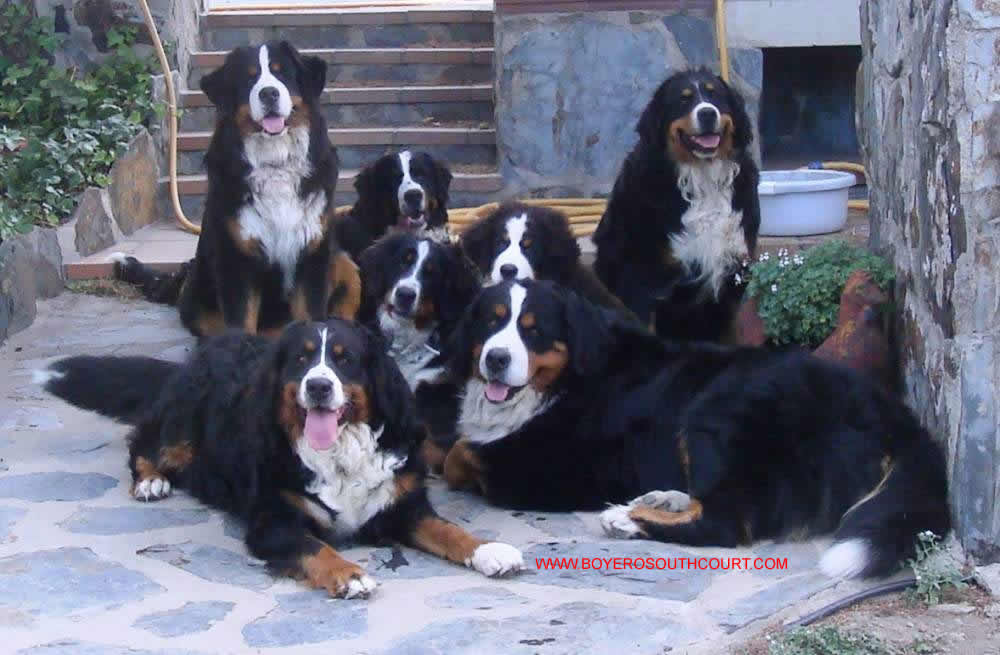 Bernese Mountain dogs